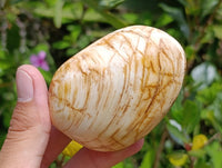 Polished Bivalve Fossil Clams x 6 From Tulear, Madagascar
