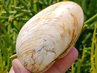 Polished Bivalve Fossil Clams x 6 From Tulear, Madagascar