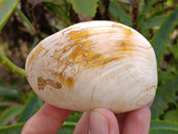 Polished Bivalve Fossil Clams x 6 From Tulear, Madagascar
