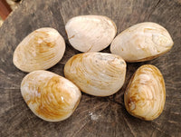 Polished Bivalve Fossil Clams x 6 From Tulear, Madagascar