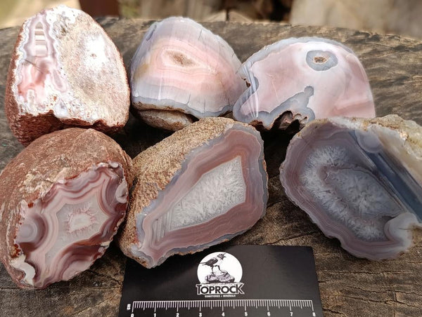 Polished On One Side Red Shashe River Agate Nodules x 12 From Shashe River, Zimbabwe