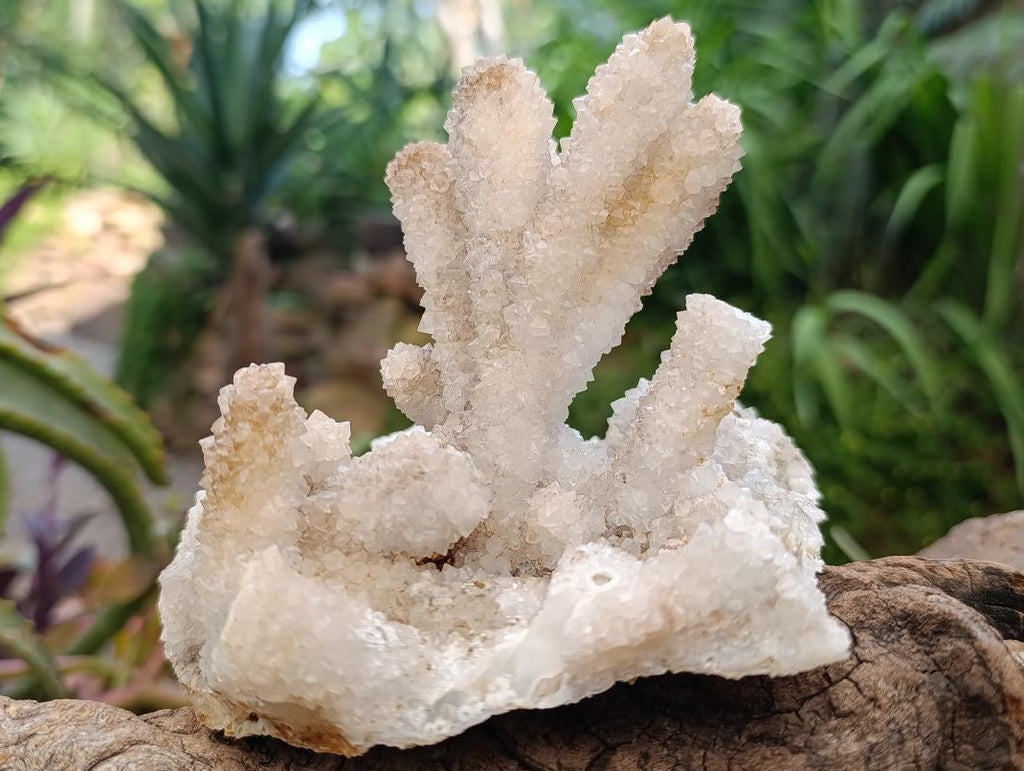 Natural Drusy Snow Quartz Coated Calcite Pseudomorph Specimens x 2 From Albert's Mountain, Lesotho