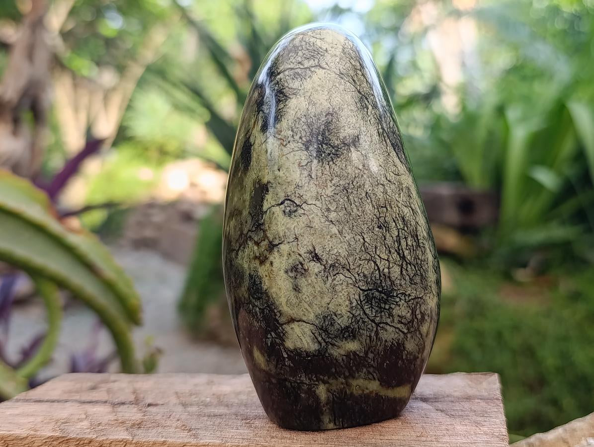 Polished Leopard Stone Standing and Free Forms x 3 From Zimbabwe