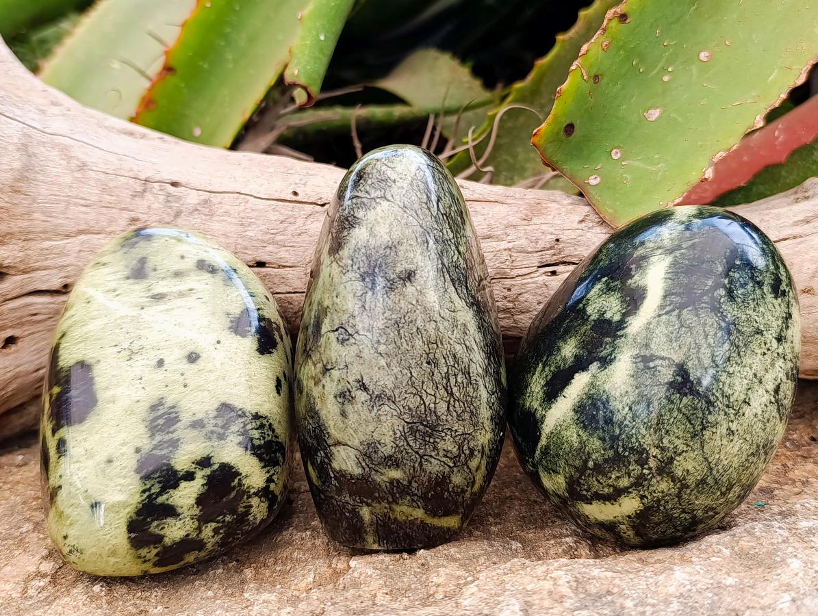 Polished Leopard Stone Standing and Free Forms x 3 From Zimbabwe
