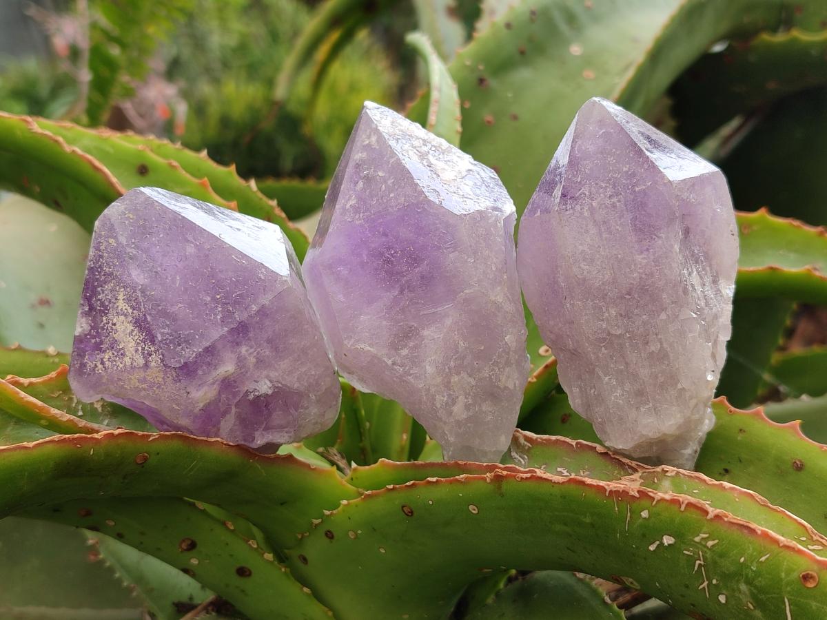 Natural Jacaranda Amethyst Single Crystals x 12 From Mumbwa, Zambia