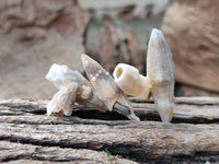 Natural Drusy Quartz Coated Black Tipped Calcite Pseudomorph Specimens x 70 From Albert's Mountain, Lesotho
