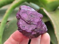 Natural Metallic Silky Purpurite Cobbed Specimens x 12 From Erongo, Namibia