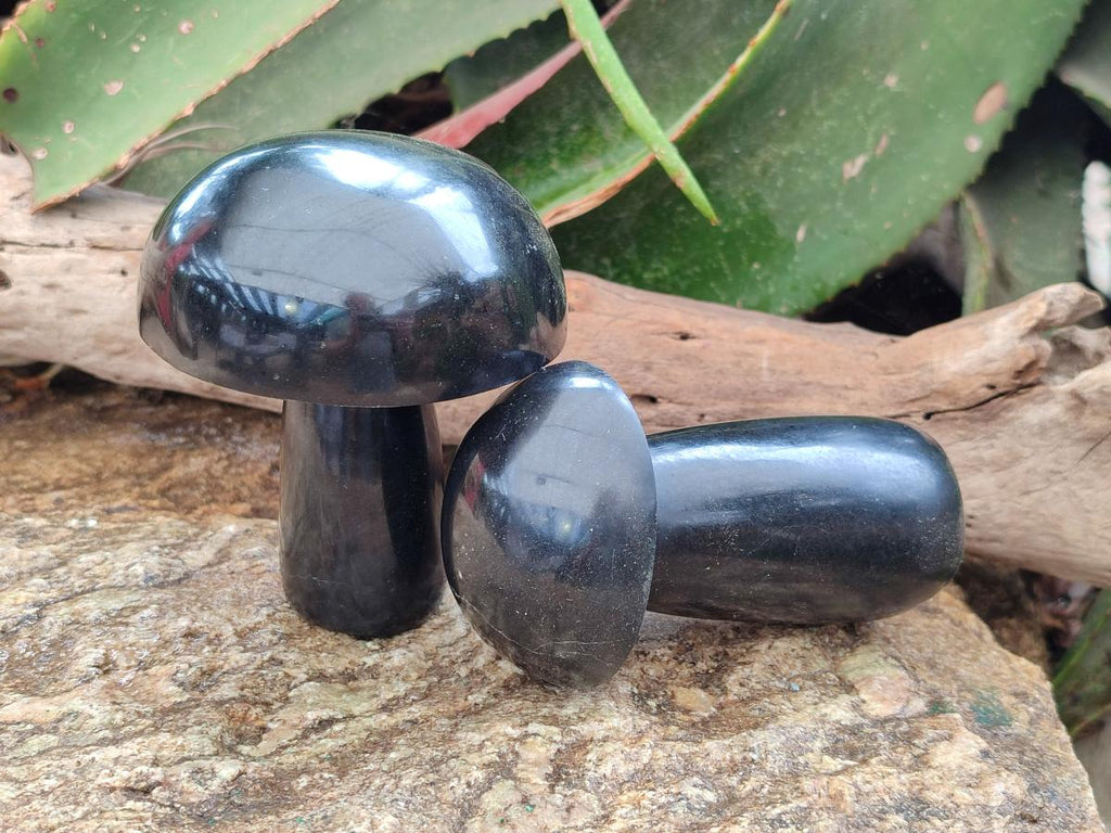 Polished Black Basalt Mushrooms x 3 From Madagascar