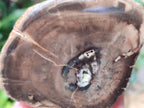 Polished On One Side Petrified Wood Branches x 4 From Gokwe, Zimbabwe