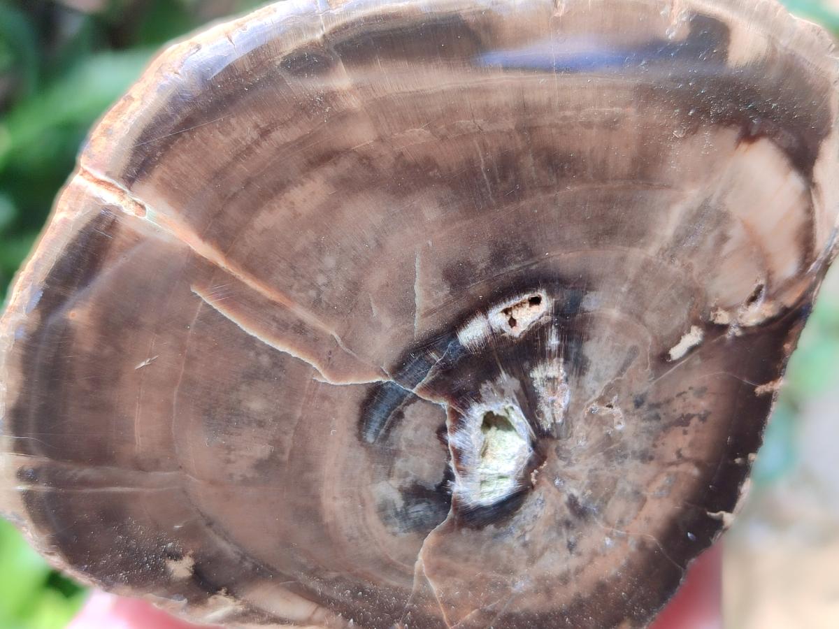 Polished On One Side Petrified Wood Branches x 4 From Gokwe, Zimbabwe