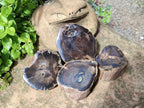 Polished On One Side Petrified Wood Branches x 4 From Gokwe, Zimbabwe