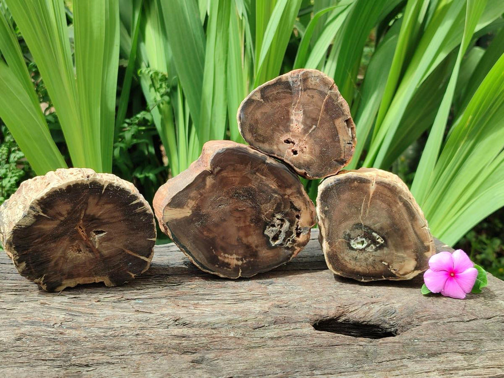 Polished On One Side Petrified Wood Branches x 4 From Gokwe, Zimbabwe