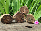 Polished On One Side Petrified Wood Branches x 4 From Gokwe, Zimbabwe