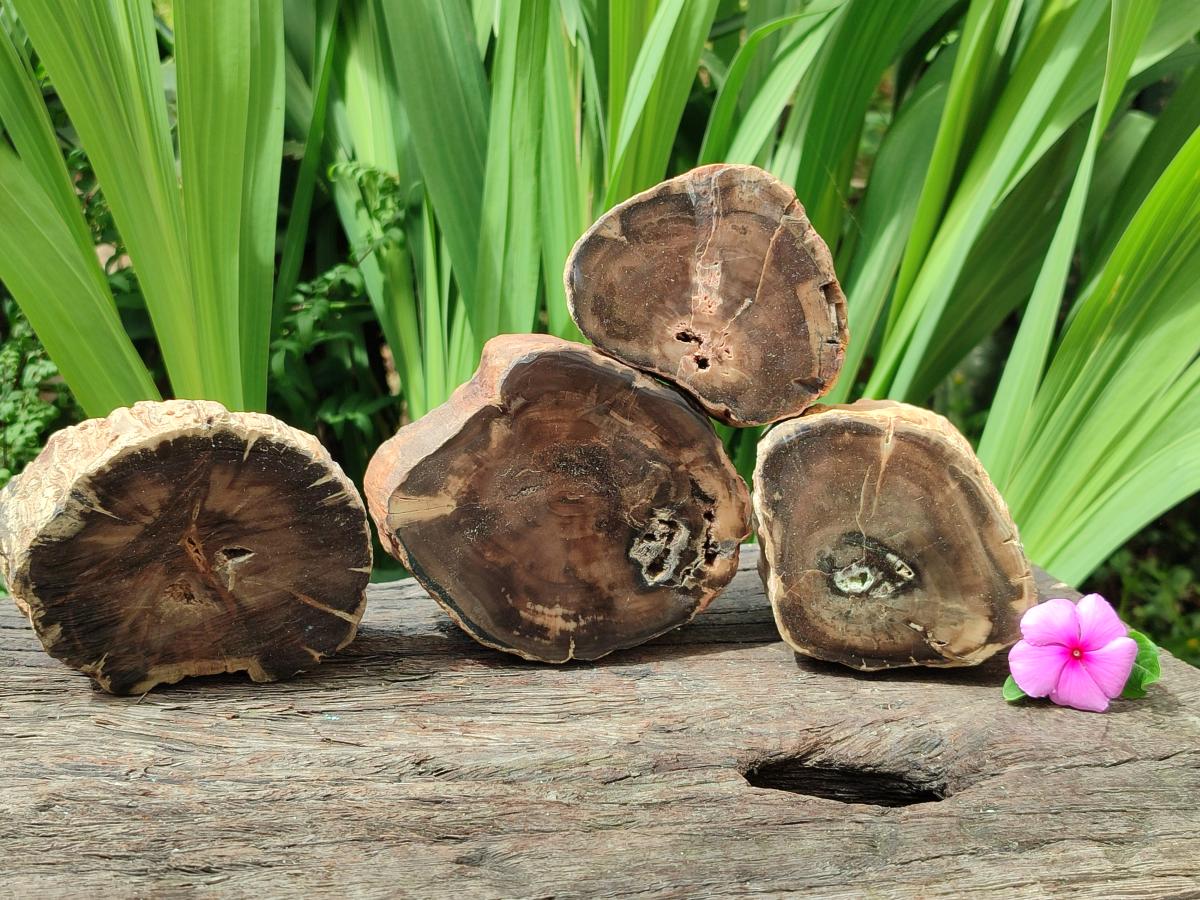Polished On One Side Petrified Wood Branches x 4 From Gokwe, Zimbabwe