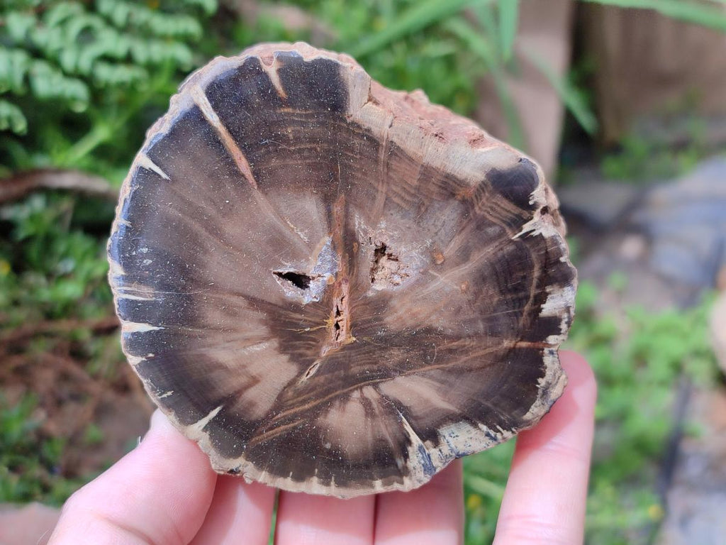 Polished On One Side Petrified Wood Branches x 4 From Gokwe, Zimbabwe