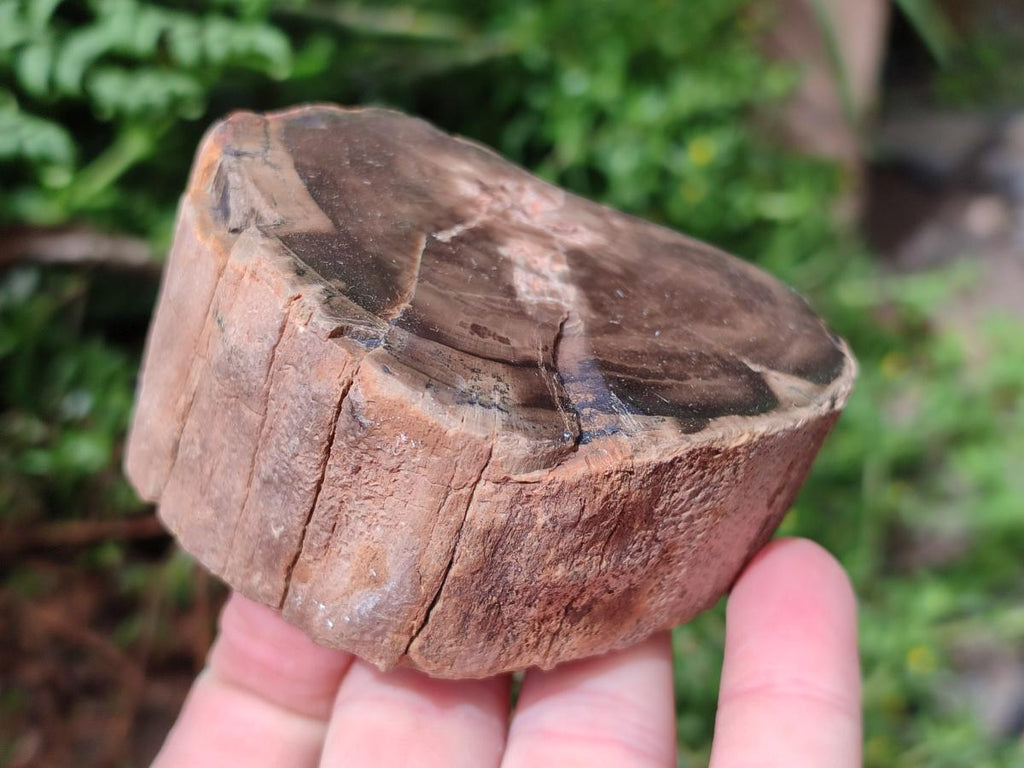 Polished On One Side Petrified Wood Branches x 4 From Gokwe, Zimbabwe