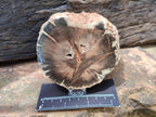 Polished On One Side Petrified Wood Branches x 4 From Gokwe, Zimbabwe