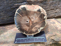 Polished On One Side Petrified Wood Branches x 4 From Gokwe, Zimbabwe