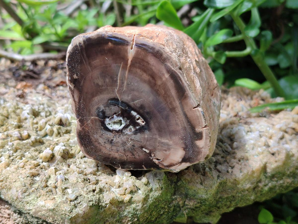 Polished On One Side Petrified Wood Branches x 4 From Gokwe, Zimbabwe