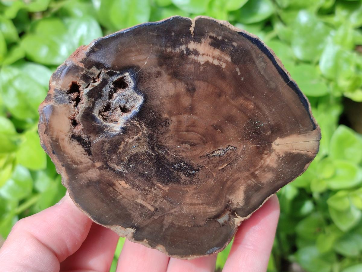 Polished On One Side Petrified Wood Branches x 4 From Gokwe, Zimbabwe