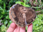 Polished On One Side Petrified Wood Branches x 4 From Gokwe, Zimbabwe