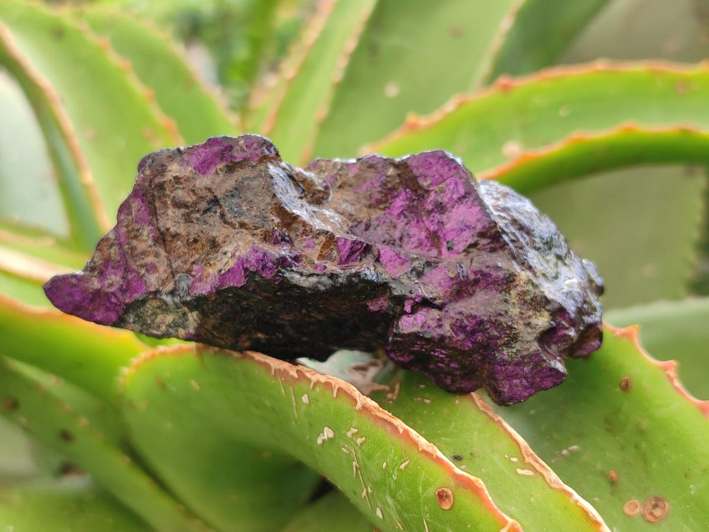 Natural Metallic Purpurite Specimens x 12 From Erongo, Namibia
