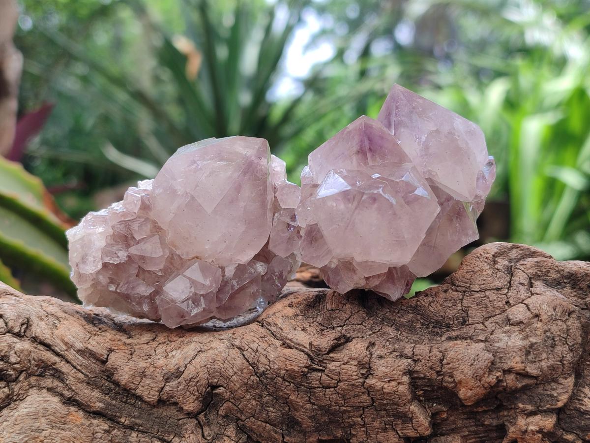 Natural Lilac Amethyst Spirit Clusters x 12 From Boekenhouthoek, South Africa