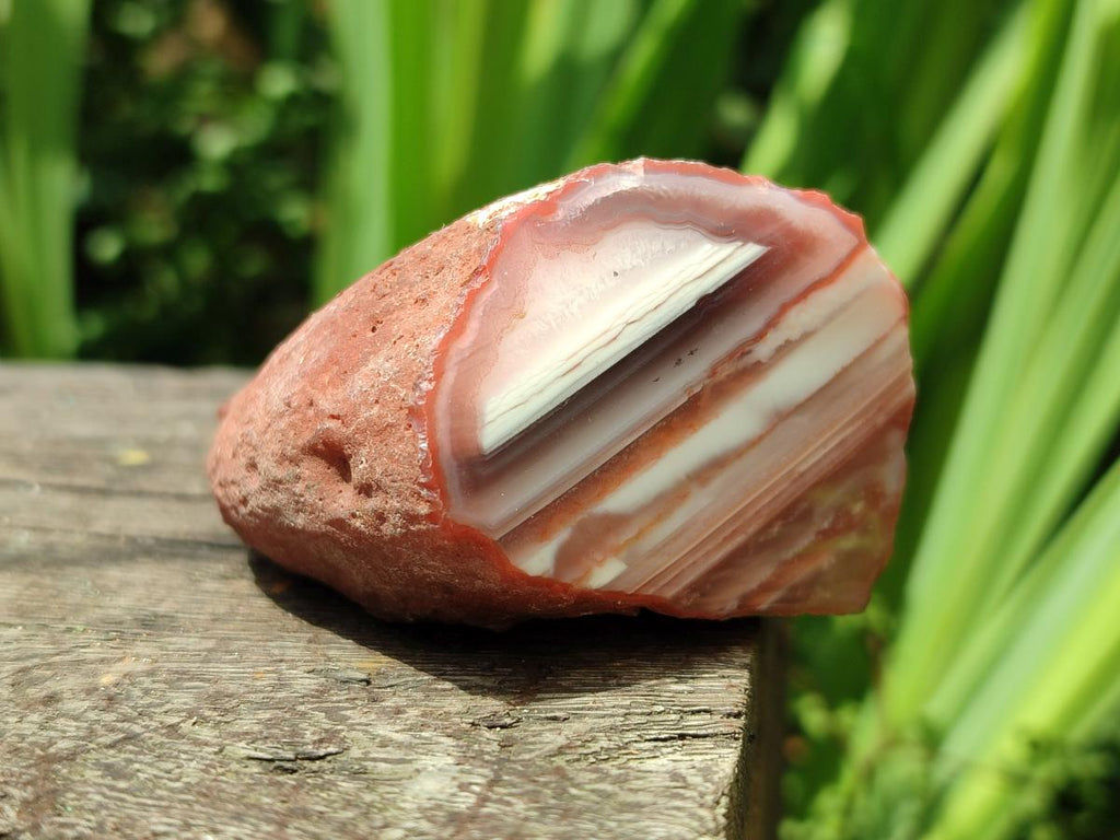 Polished On One Side Red Shashe River Agate Nodules x 12 From Shashe River, Zimbabwe