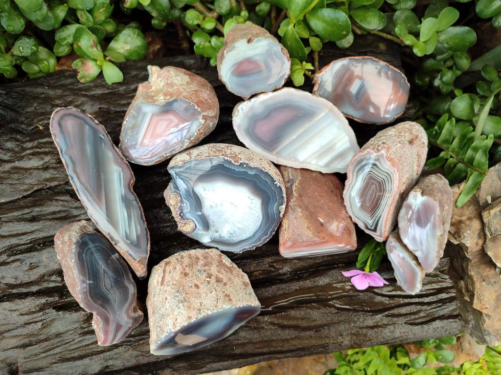 Polished On One Side Red Shashe River Agate Nodules x 12 From Shashe River, Zimbabwe