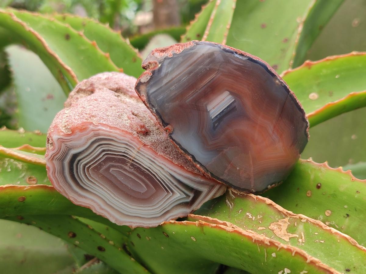 Polished On One Side Red Shashe River Agate Nodules x 12 From Shashe River, Zimbabwe