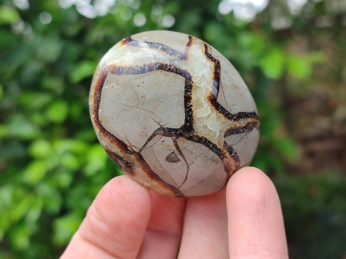 Polished Septerye Galets x 12 From Mahajanga, Madagascar