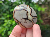 Polished Septerye Galets x 12 From Mahajanga, Madagascar