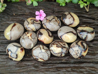 Polished Septerye Galets x 12 From Mahajanga, Madagascar