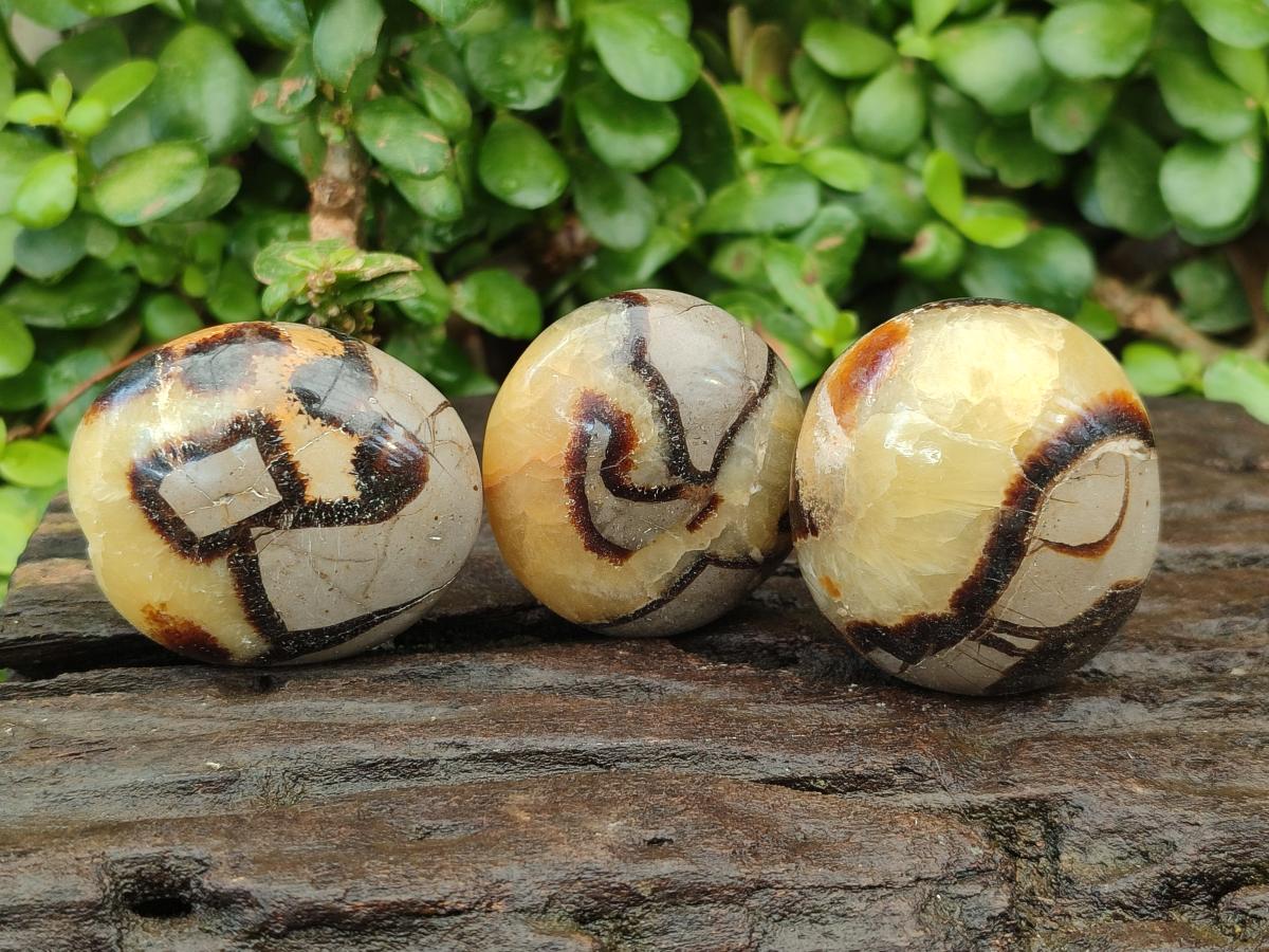 Polished Septerye Galets x 12 From Mahajanga, Madagascar