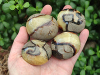 Polished Septerye Galets x 12 From Mahajanga, Madagascar