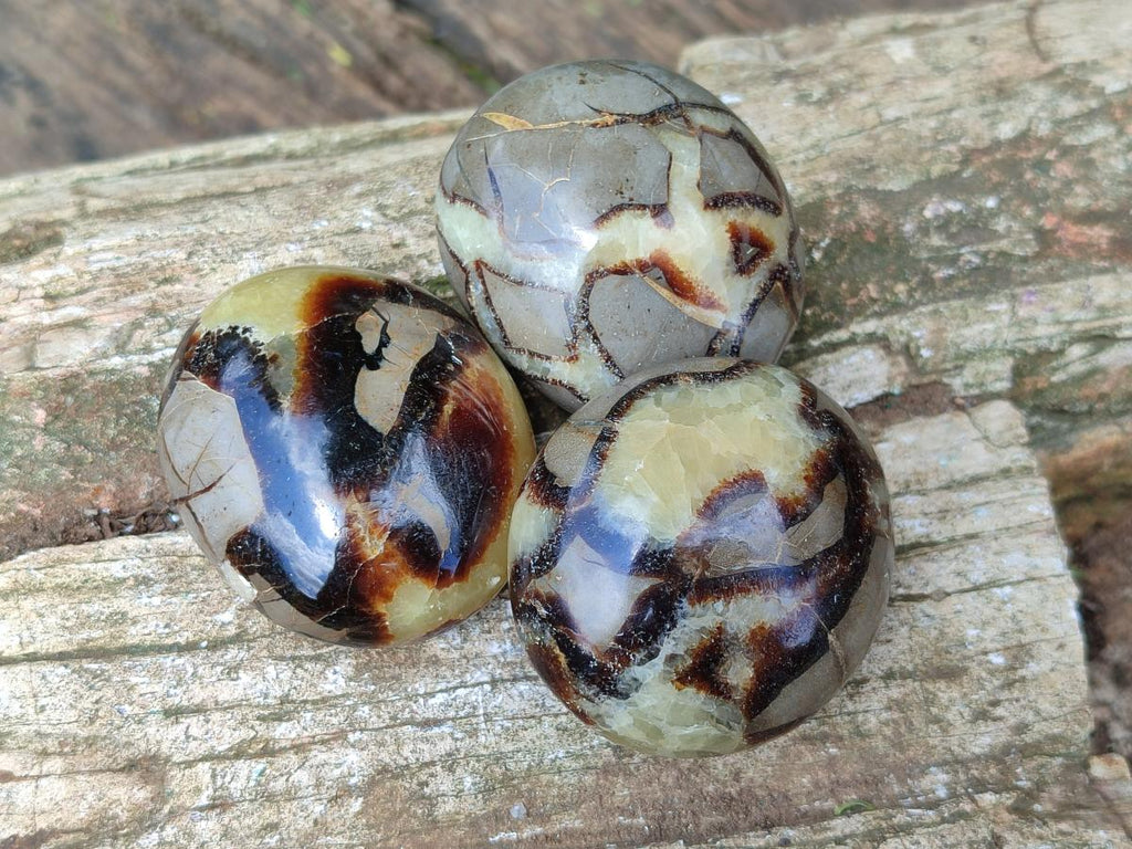 Polished Septerye Galets x 12 From Mahajanga, Madagascar