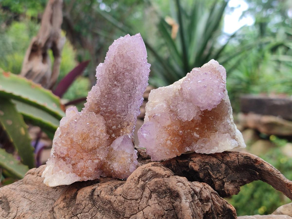 Natural Ametrine Amethyst Spirit Clusters x 6 From Boekenhouthoek, South Africa