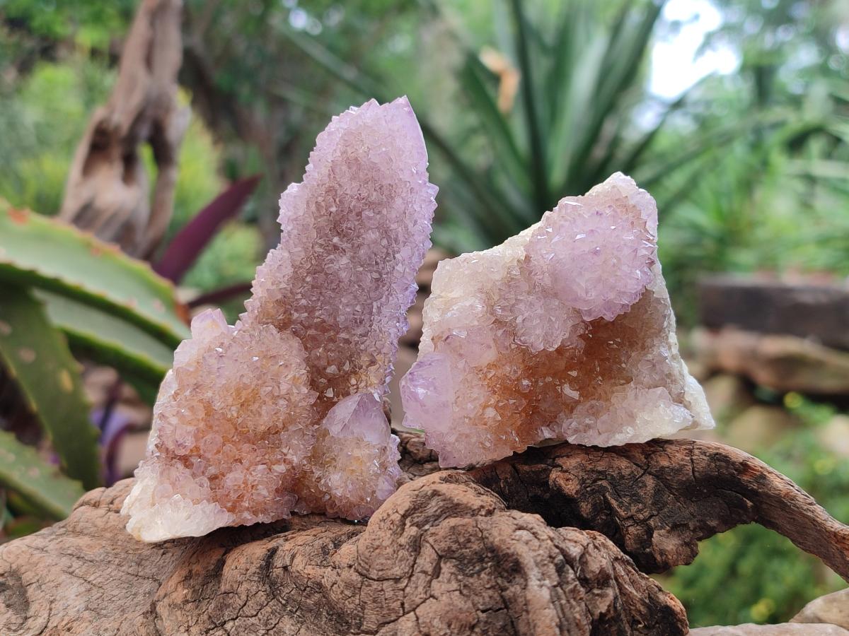 Natural Ametrine Amethyst Spirit Clusters x 6 From Boekenhouthoek, South Africa