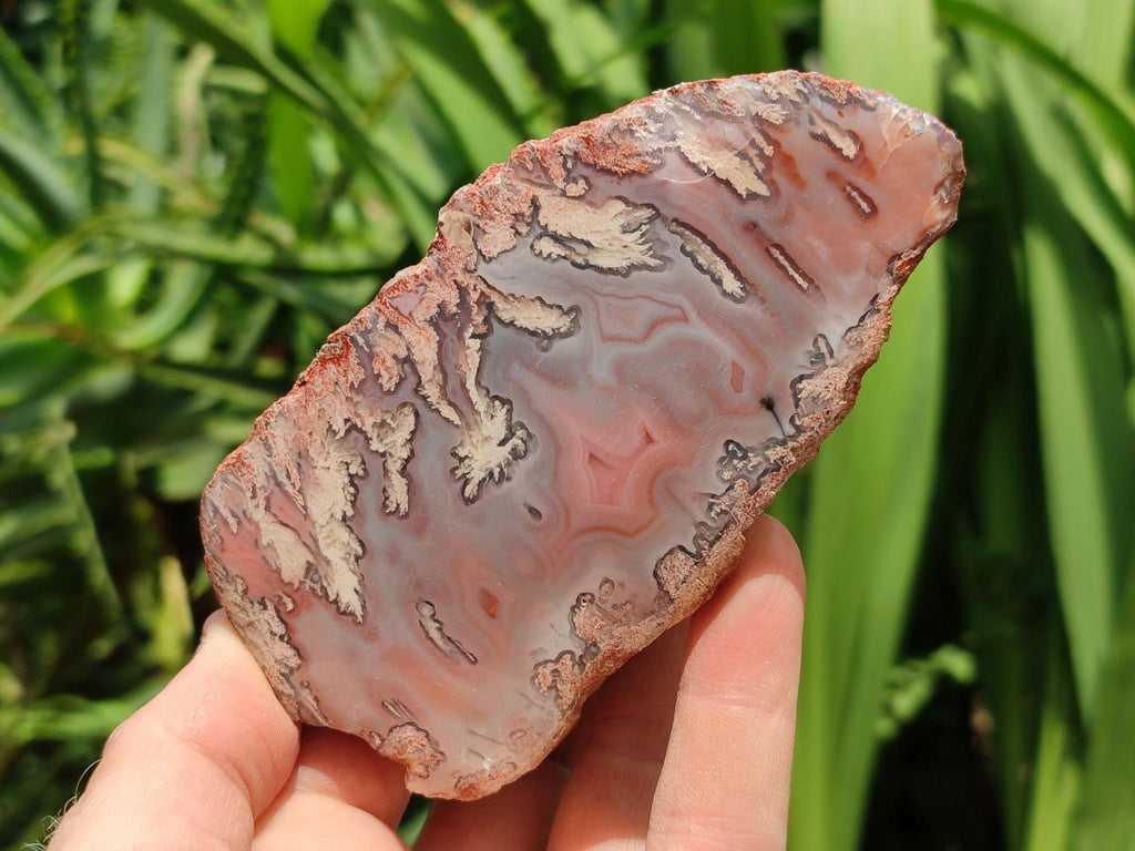 Polished On One Side Red Shashe River Agate Nodules x 12 From Shashe River, Zimbabwe