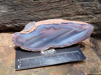 Polished On One Side Red Shashe River Agate Nodules x 12 From Shashe River, Zimbabwe