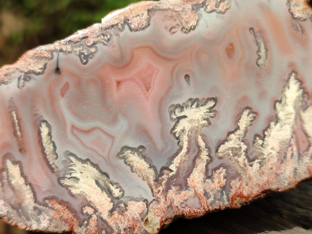 Polished On One Side Red Shashe River Agate Nodules x 12 From Shashe River, Zimbabwe