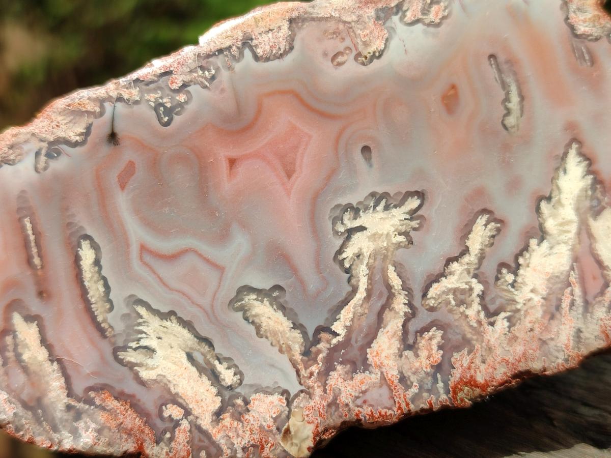 Polished On One Side Red Shashe River Agate Nodules x 12 From Shashe River, Zimbabwe