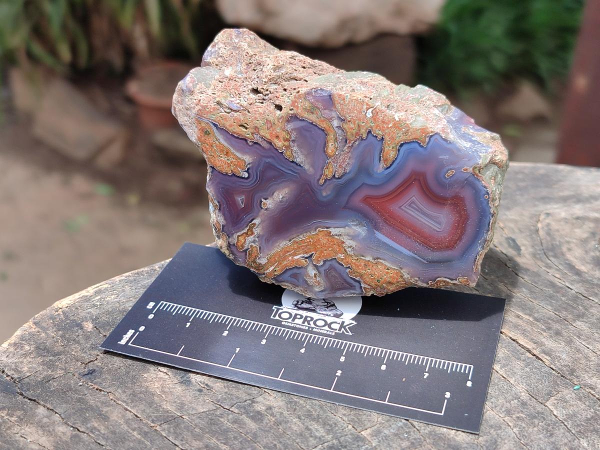 Polished On One Side Red Shashe River Agate Nodules x 12 From Shashe River, Zimbabwe