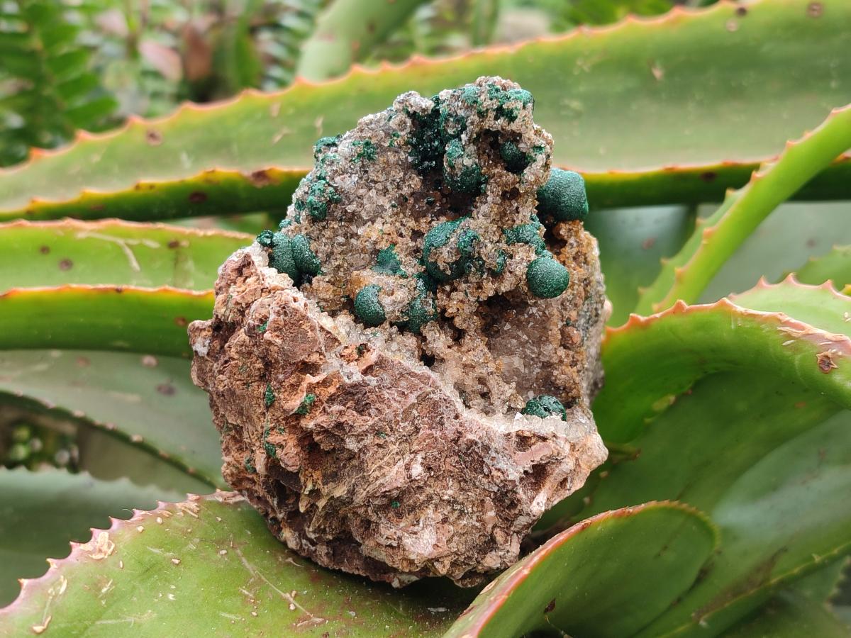 Natural Crystalline Ball Malachite and Quartz on Dolomite Specimens x 2 From Mindingi Mine, Kambove, Congo