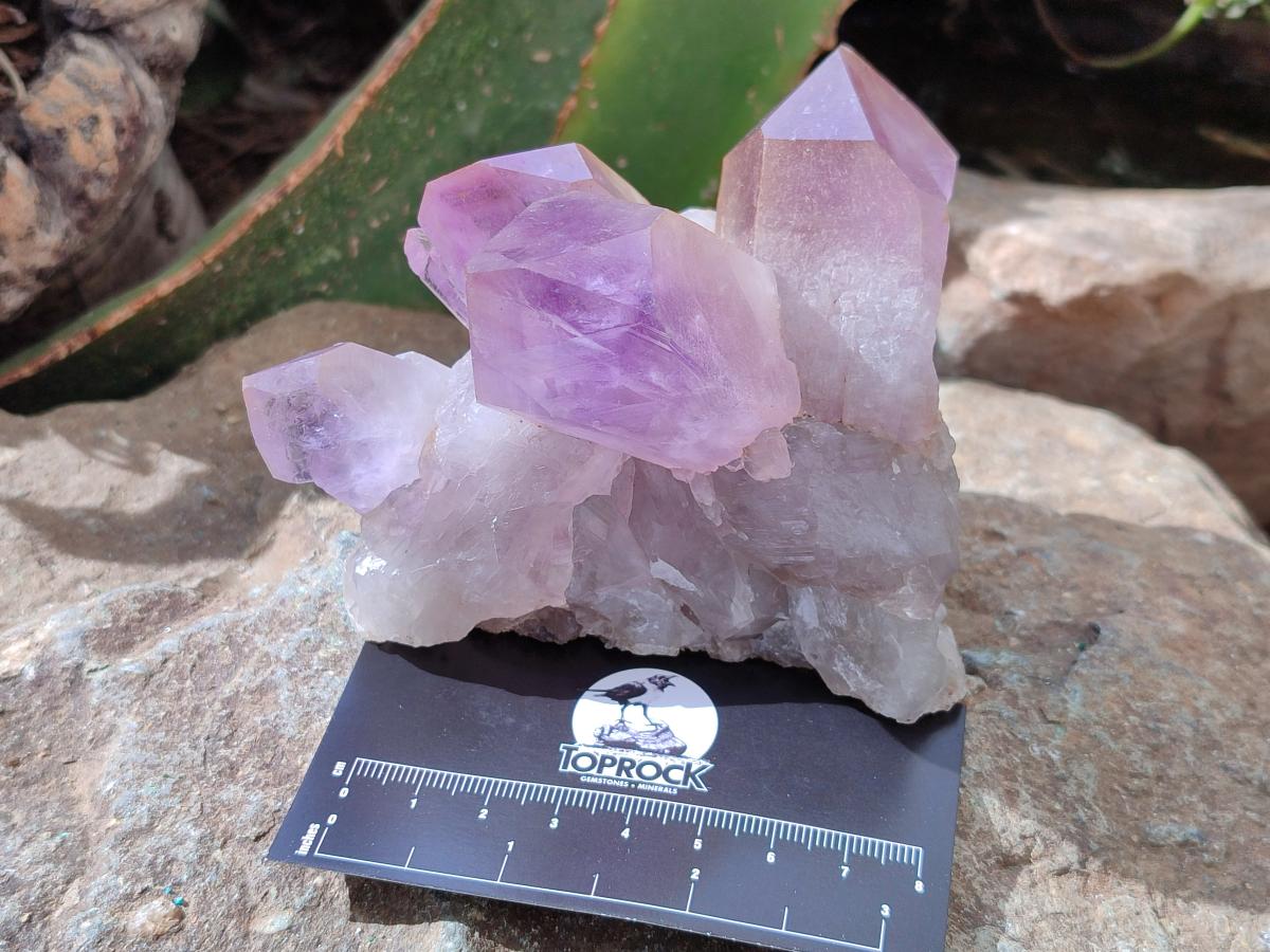 Natural Jacaranda Amethyst Crystal Clusters x 6 From Mumbwa, Zambia