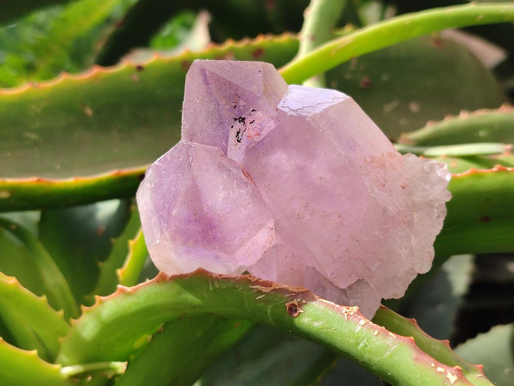 Natural Jacaranda Amethyst Crystal Clusters x 6 From Mumbwa, Zambia