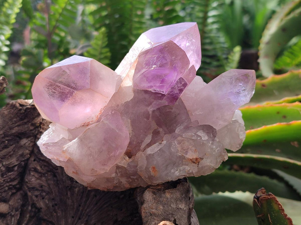 Natural Jacaranda Amethyst Crystal Clusters x 6 From Mumbwa, Zambia