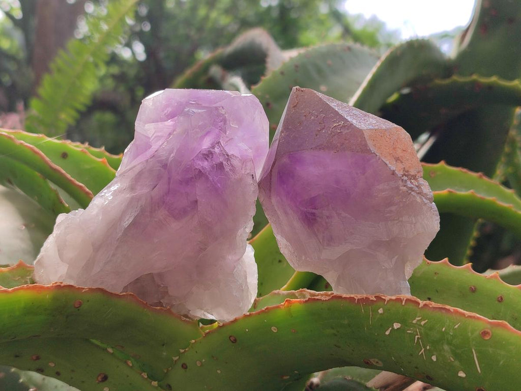 Natural Jacaranda Amethyst Crystal Clusters x 6 From Mumbwa, Zambia