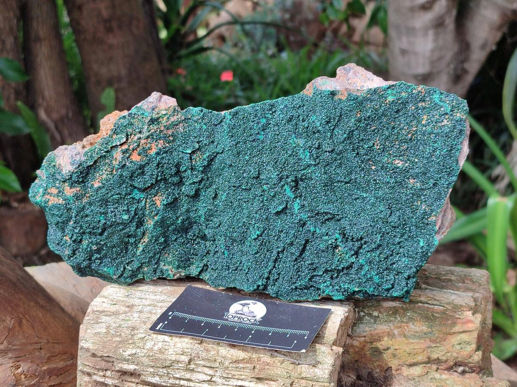 Natural Crystalline Malachite Specimen x 1 From Tenke Fungurume, Congo