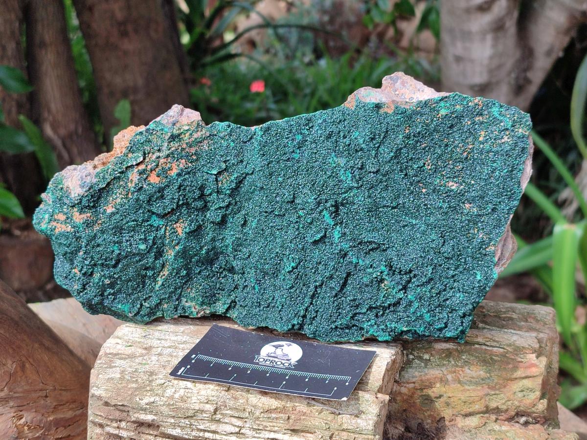 Natural Crystalline Malachite Specimen x 1 From Tenke Fungurume, Congo